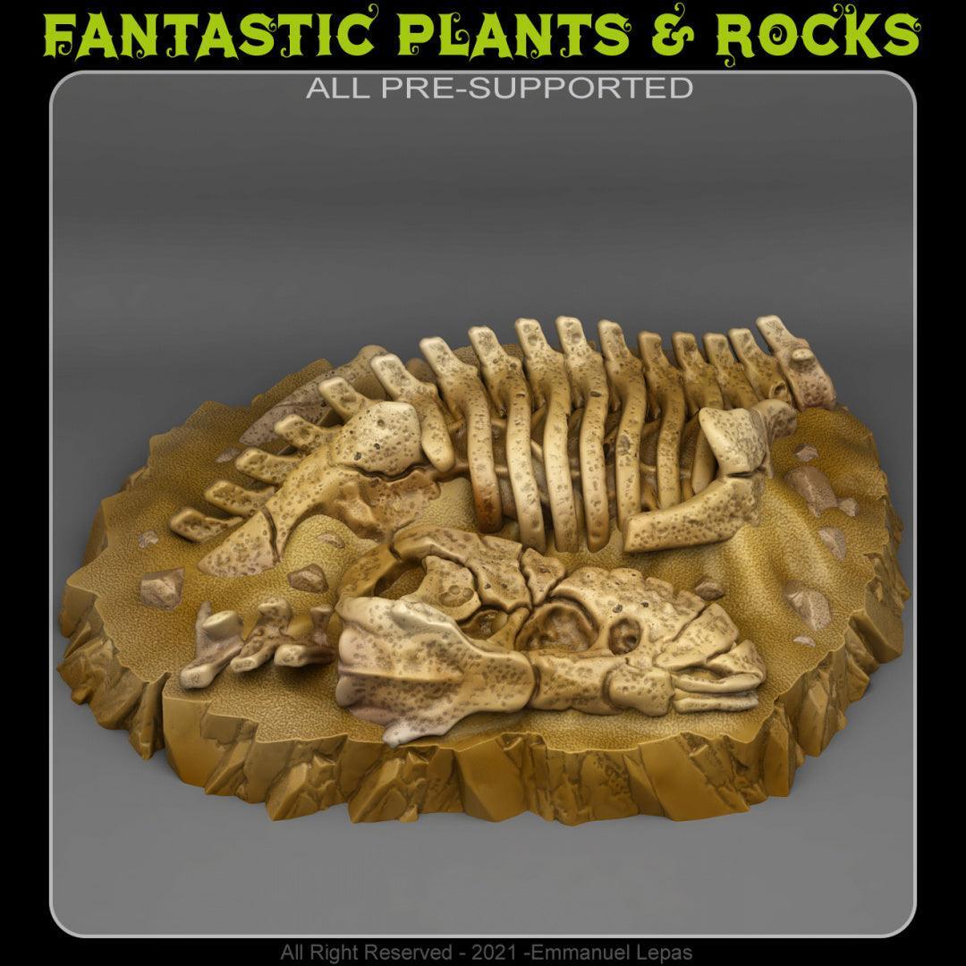 T-Rex Fossil
